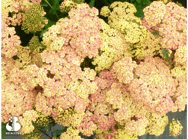Achillea millefolium   'Summer Fruits Salmon'